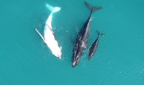 Moreton Island Sea Life Scenic Flight